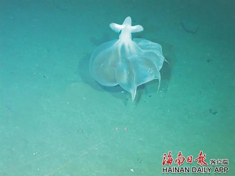 返航抵达三亚！深渊碳循环重大科考航次高效完成这些任务→