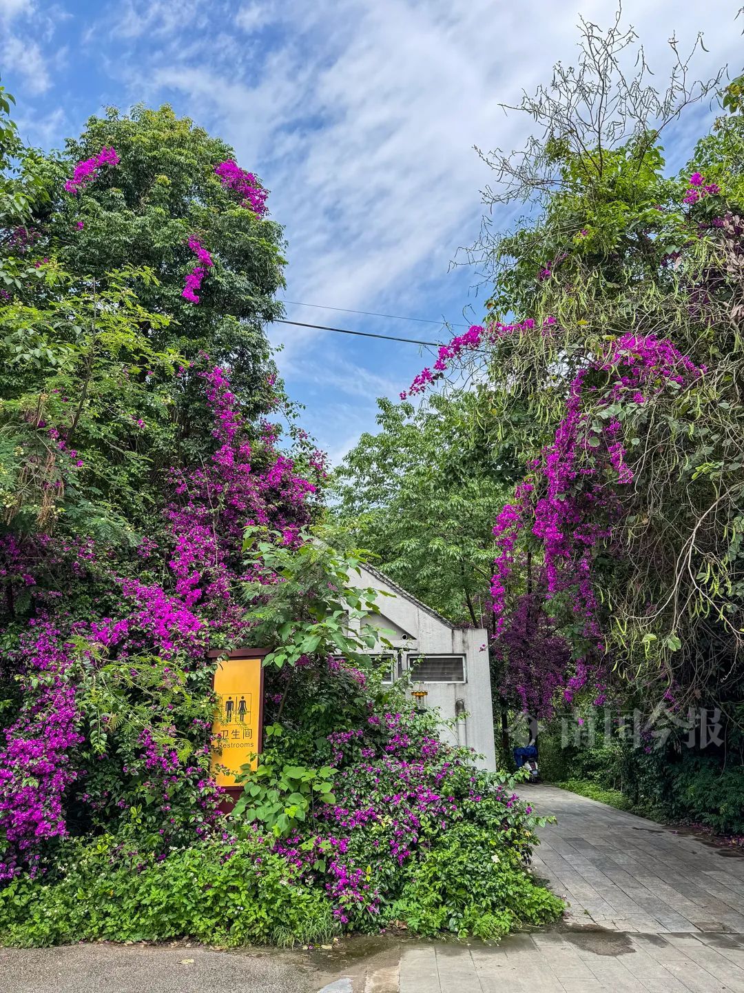 柳州公厕竟能拍出“天空之镜”!还有更多你想不到→ 柳州公厕竟能拍出“天空之镜”!还有更多你想不到→