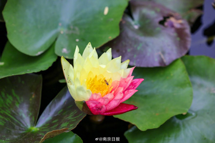 接好运!罕见双色睡莲盛放莫愁湖 接好运!罕见双色睡莲盛放莫愁湖