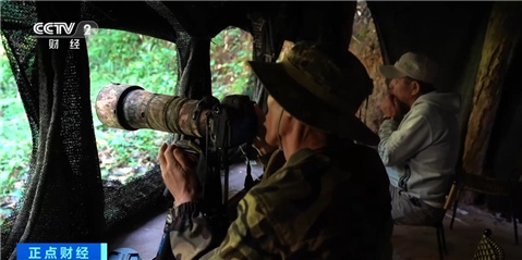 跨市、跨省追鸟去!银发族带火云南普洱“观鸟经济” 跨市、跨省追鸟去!银发族带火云南普洱“观鸟经济”