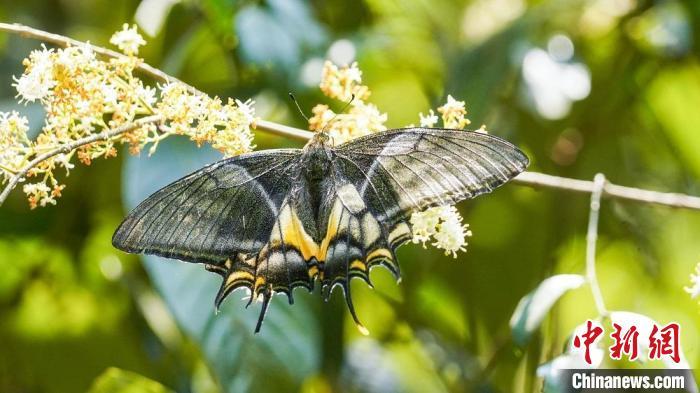广西九万山保护区同时记录金斑喙凤蝶雌雄个体 广西九万山保护区同时记录金斑喙凤蝶雌雄个体