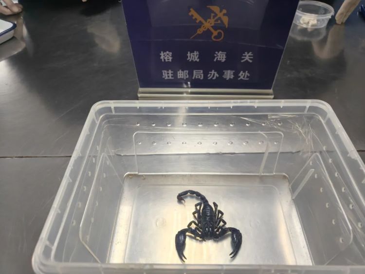 图像异常！福州截获25只活体动物