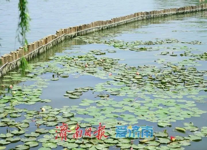 出现概率极低！大明湖现奇观，游客直呼“好运莲莲”！
