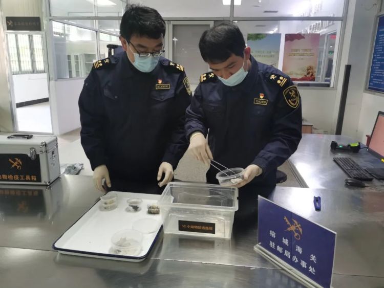 图像异常！福州截获25只活体动物