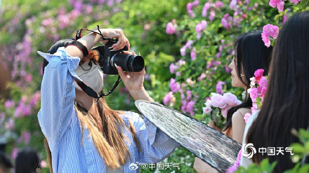 惊艳！北京奥森公园蔷薇花墙变身梦幻取景框