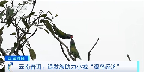 跨市、跨省追鸟去!银发族带火云南普洱“观鸟经济” 跨市、跨省追鸟去!银发族带火云南普洱“观鸟经济”