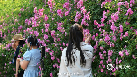 惊艳！北京奥森公园蔷薇花墙变身梦幻取景框