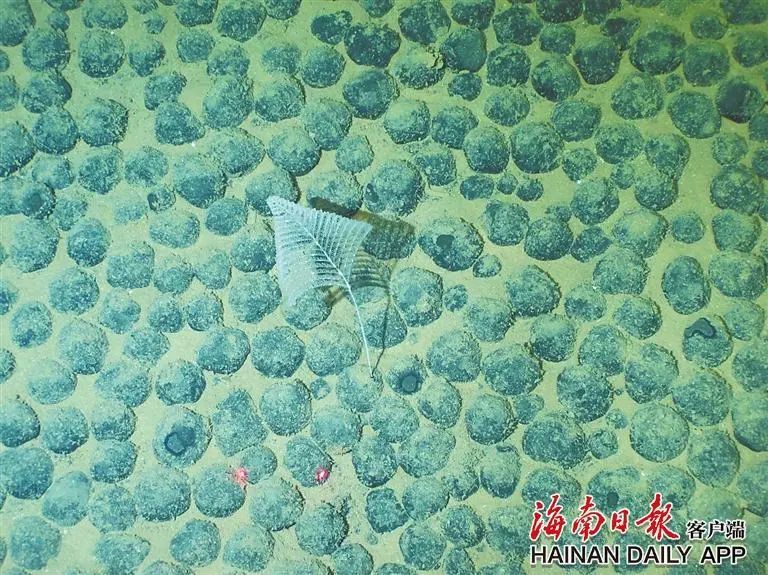 返航抵达三亚！深渊碳循环重大科考航次高效完成这些任务→