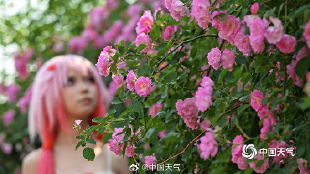 惊艳！北京奥森公园蔷薇花墙变身梦幻取景框