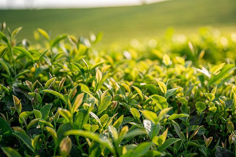 死亡风险降低13% 没想到喝茶还有这些功效