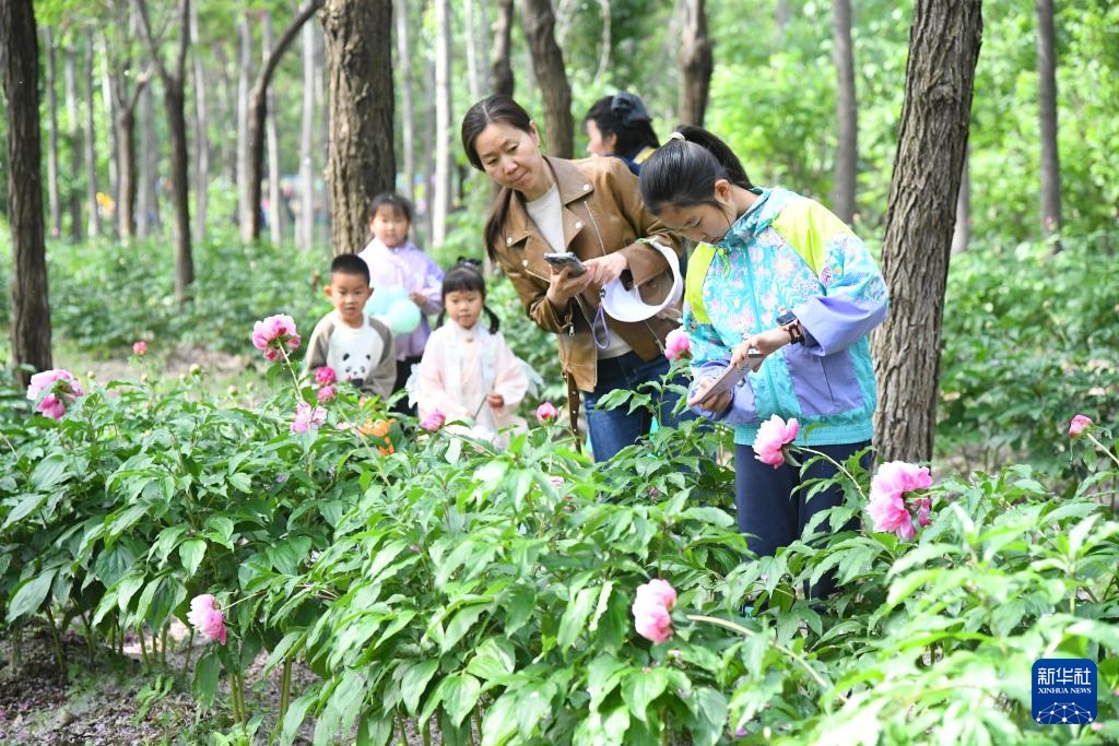北京平谷：芍药花开迎客来