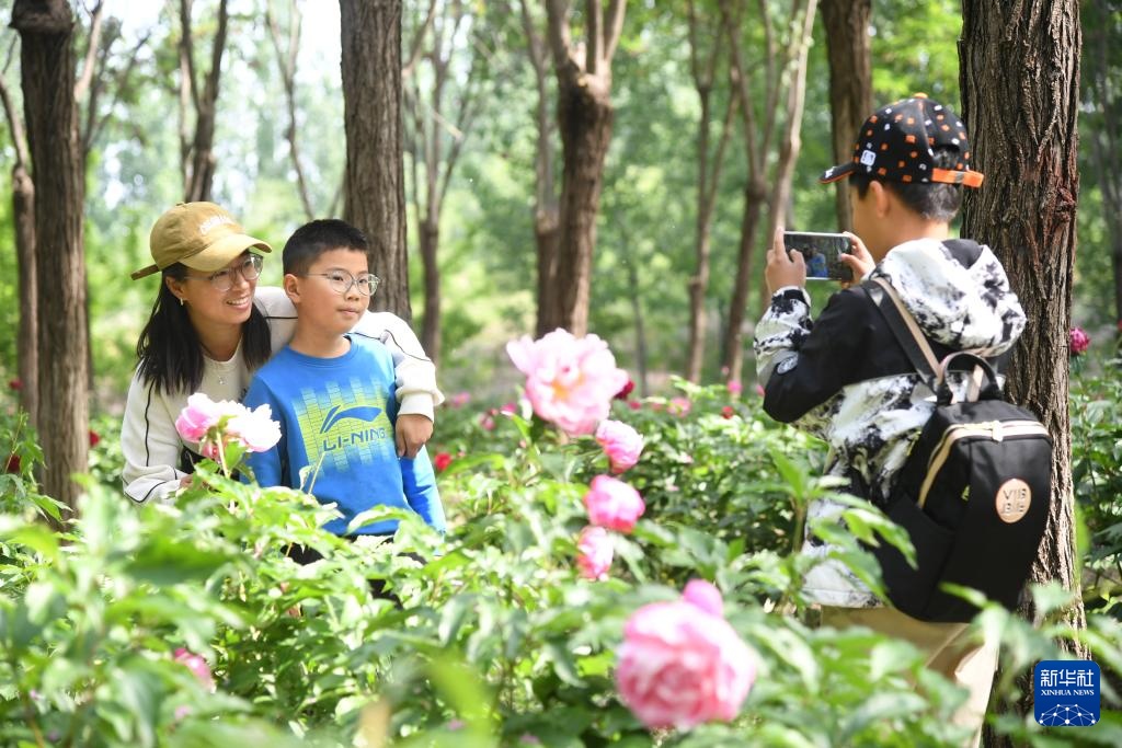 北京平谷：芍药花开迎客来