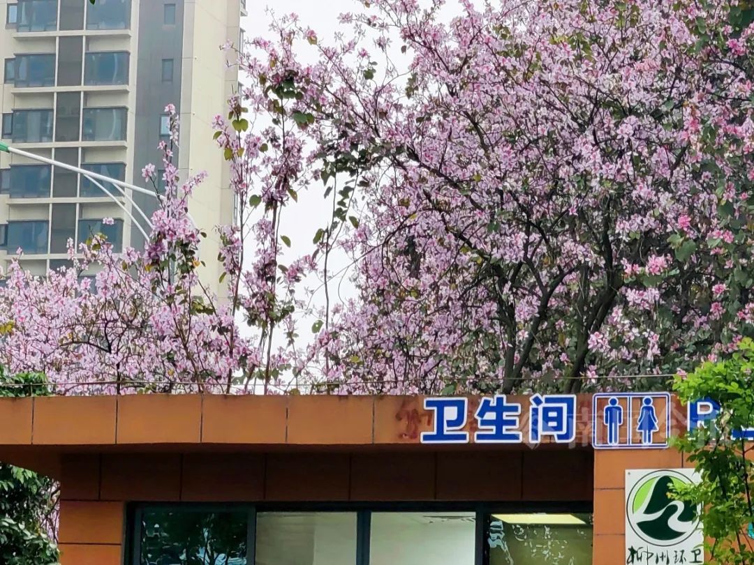 柳州公厕竟能拍出“天空之镜”!还有更多你想不到→ 柳州公厕竟能拍出“天空之镜”!还有更多你想不到→