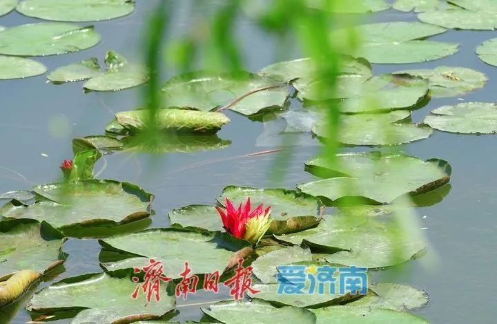 出现概率极低！大明湖现奇观，游客直呼“好运莲莲”！