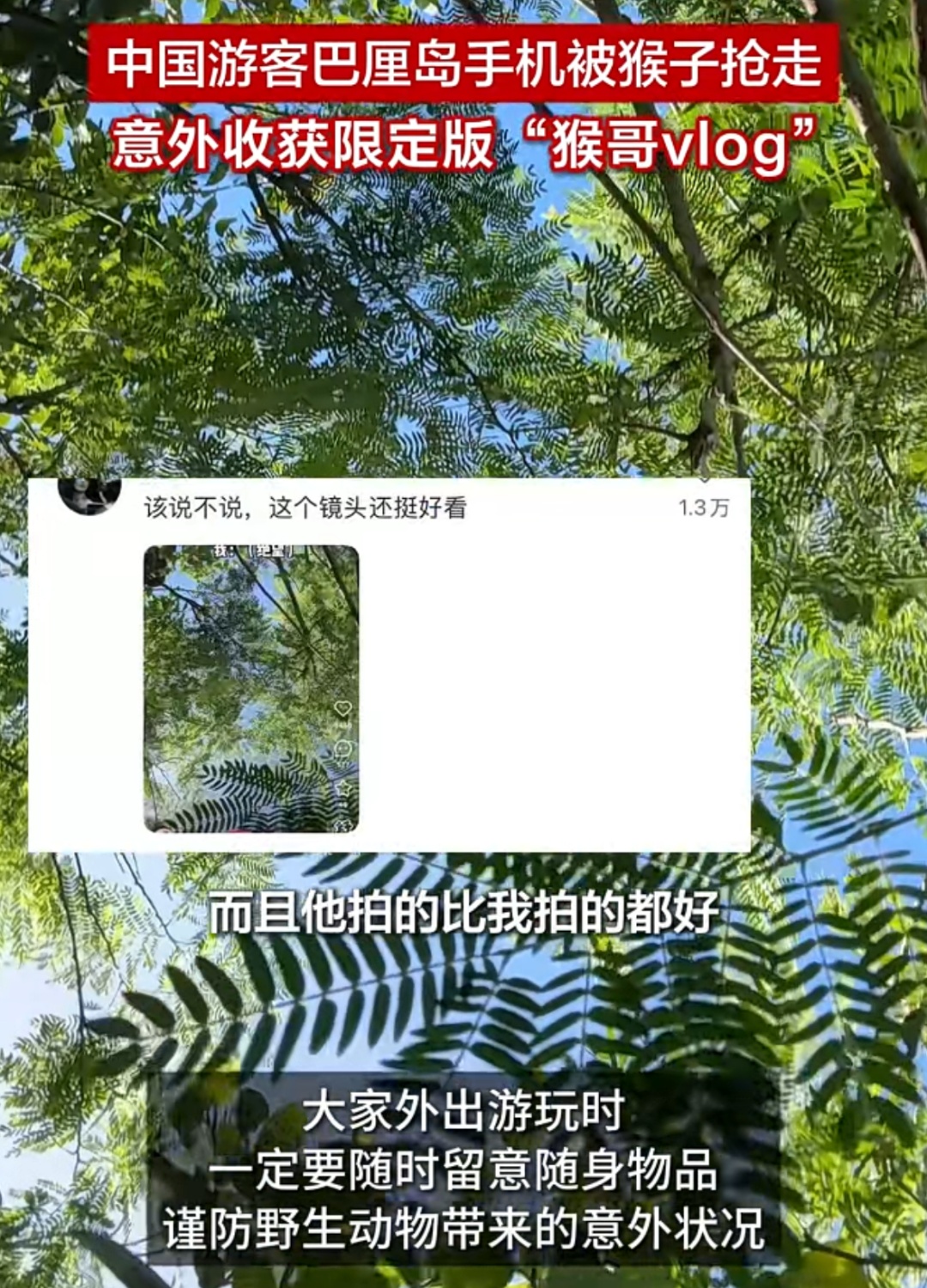 中国游客巴厘岛手机被猴子抢走，奔向几乎90度的悬崖下方，意外收获“猴哥vlog”