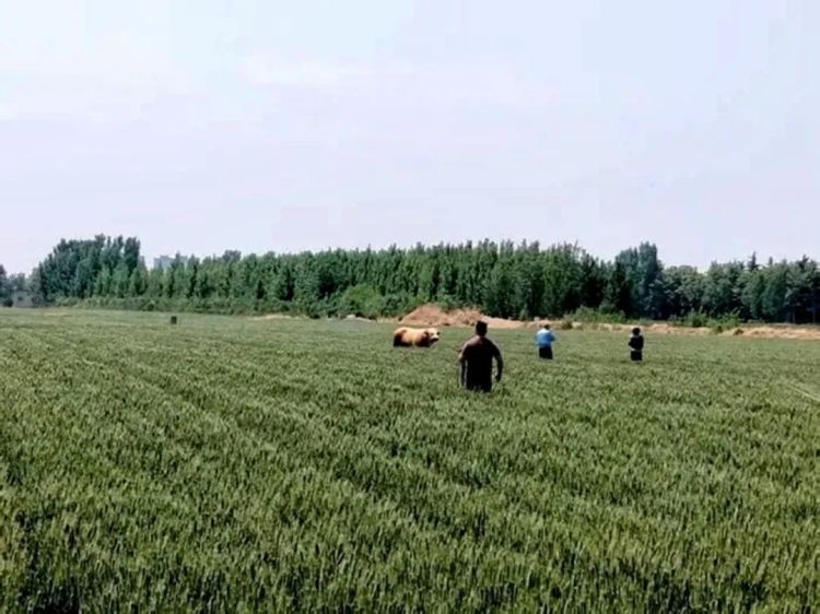 情况危急！事发泰安某地，一受惊疯牛，横冲直撞！民警果断开枪击毙……
