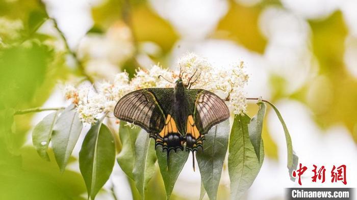 广西九万山保护区同时记录金斑喙凤蝶雌雄个体 广西九万山保护区同时记录金斑喙凤蝶雌雄个体