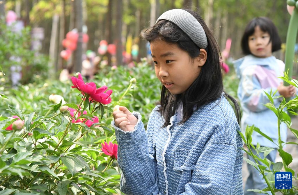北京平谷：芍药花开迎客来