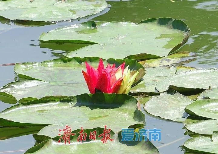 出现概率极低！大明湖现奇观，游客直呼“好运莲莲”！