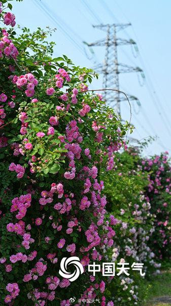 惊艳！北京奥森公园蔷薇花墙变身梦幻取景框
