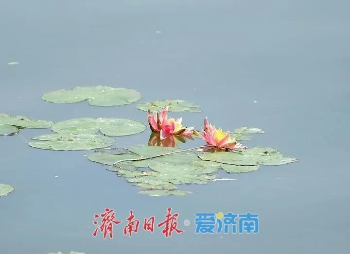 出现概率极低！大明湖现奇观，游客直呼“好运莲莲”！