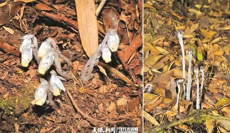 贵州发现罕见“幽灵之花”