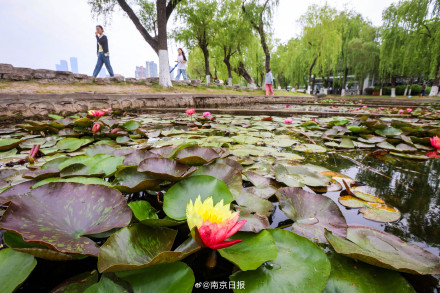 接好运!罕见双色睡莲盛放莫愁湖 接好运!罕见双色睡莲盛放莫愁湖