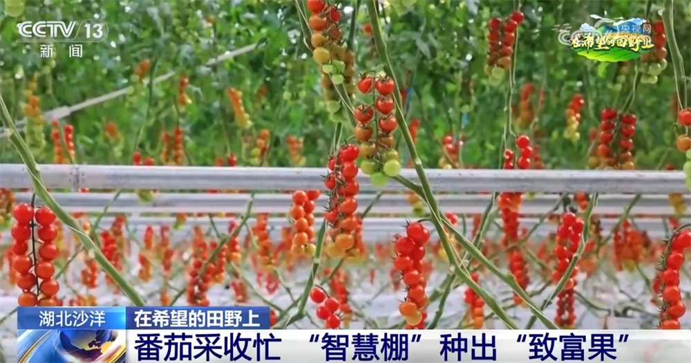 良种、良法、良机护航夏粮丰收 居民“菜篮子”“果盘子”满满“科技范儿”