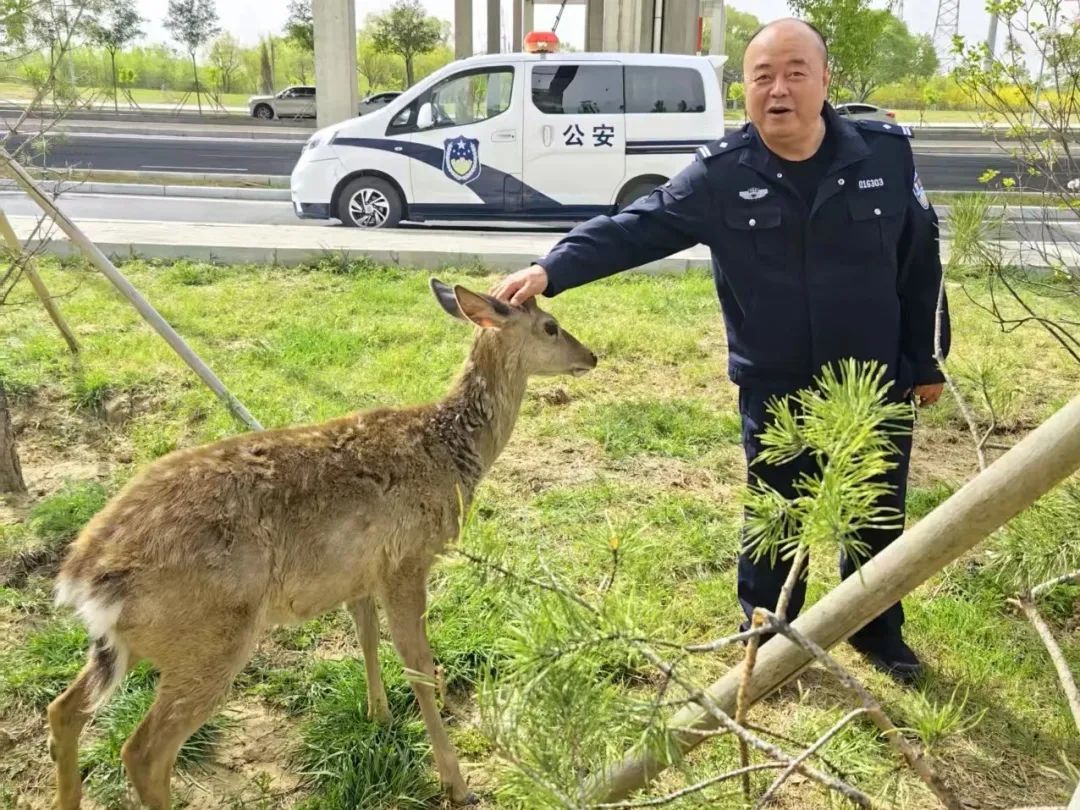 呼和浩特一小区惊现“萌物”，胆小又敏感！原来是“老邻居”