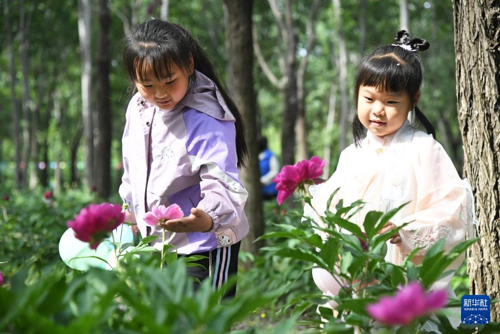 北京平谷：芍药花开迎客来