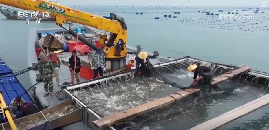 大黄鱼“搬新家” “海上牧场”产出“大经济”助力渔民增产增收