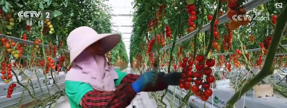 亩产增收6000元+全年多轮采收：智慧农业带来真金白银