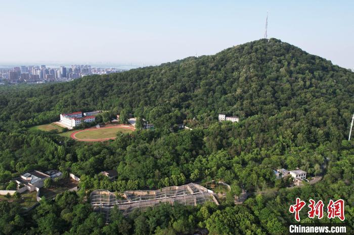 合肥“国字脸猴子”走红引热议 合肥“国字脸猴子”走红引热议