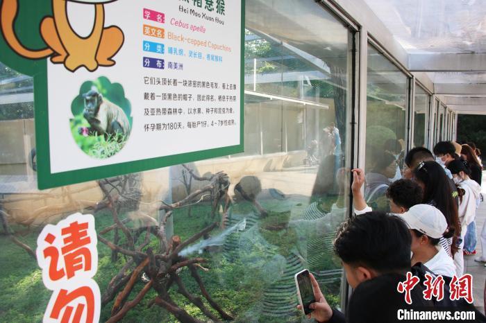 合肥“国字脸猴子”走红引热议 合肥“国字脸猴子”走红引热议