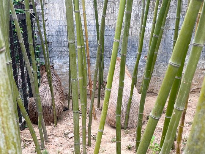 寻找在逃卡皮巴拉“豆包” 动物园发布悬赏公告
