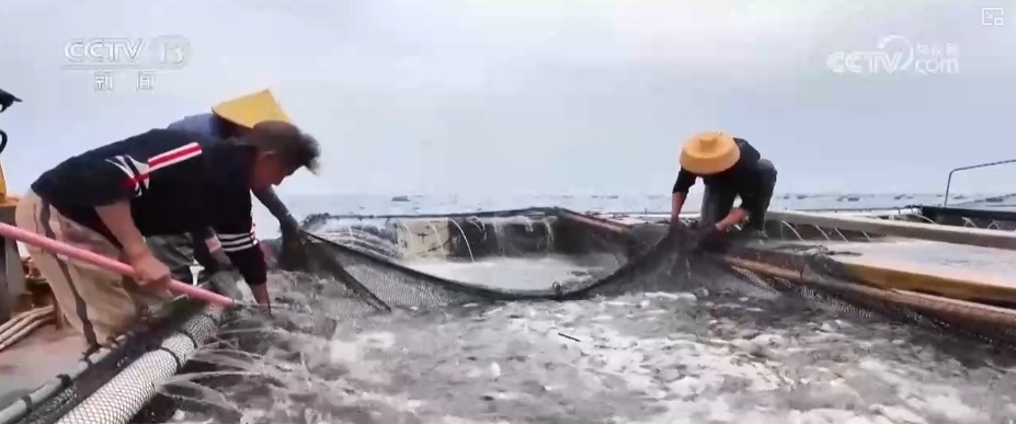 大黄鱼“搬新家” “海上牧场”产出“大经济”助力渔民增产增收