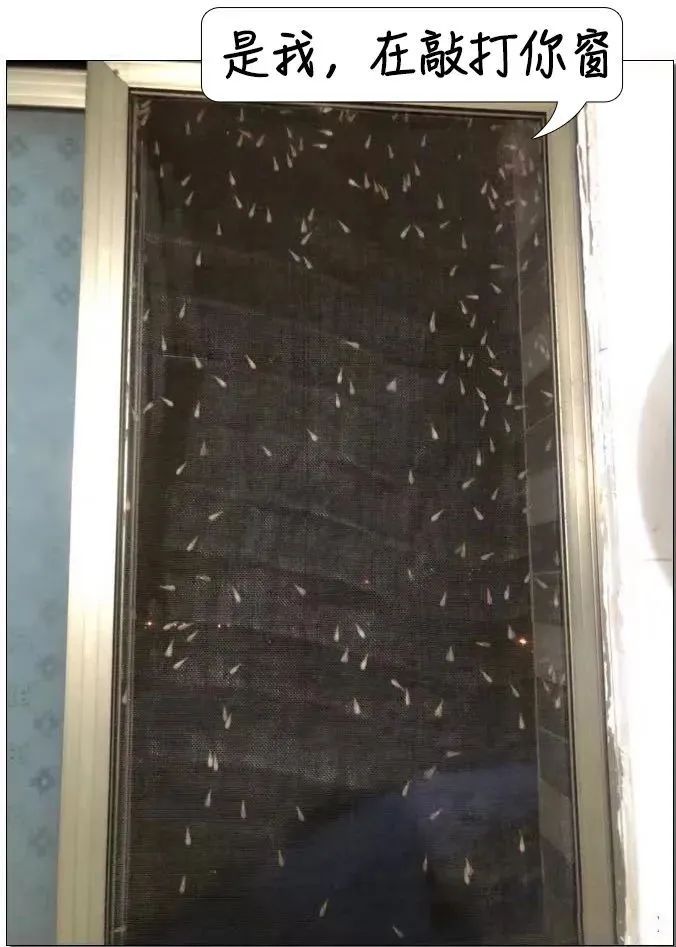 密密麻麻，广东大量出现！紧急提醒：关窗！关窗！！