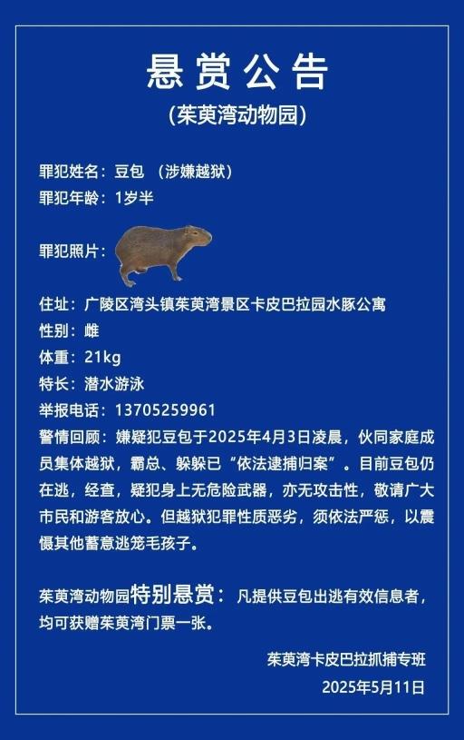 寻找在逃卡皮巴拉“豆包” 动物园发布悬赏公告