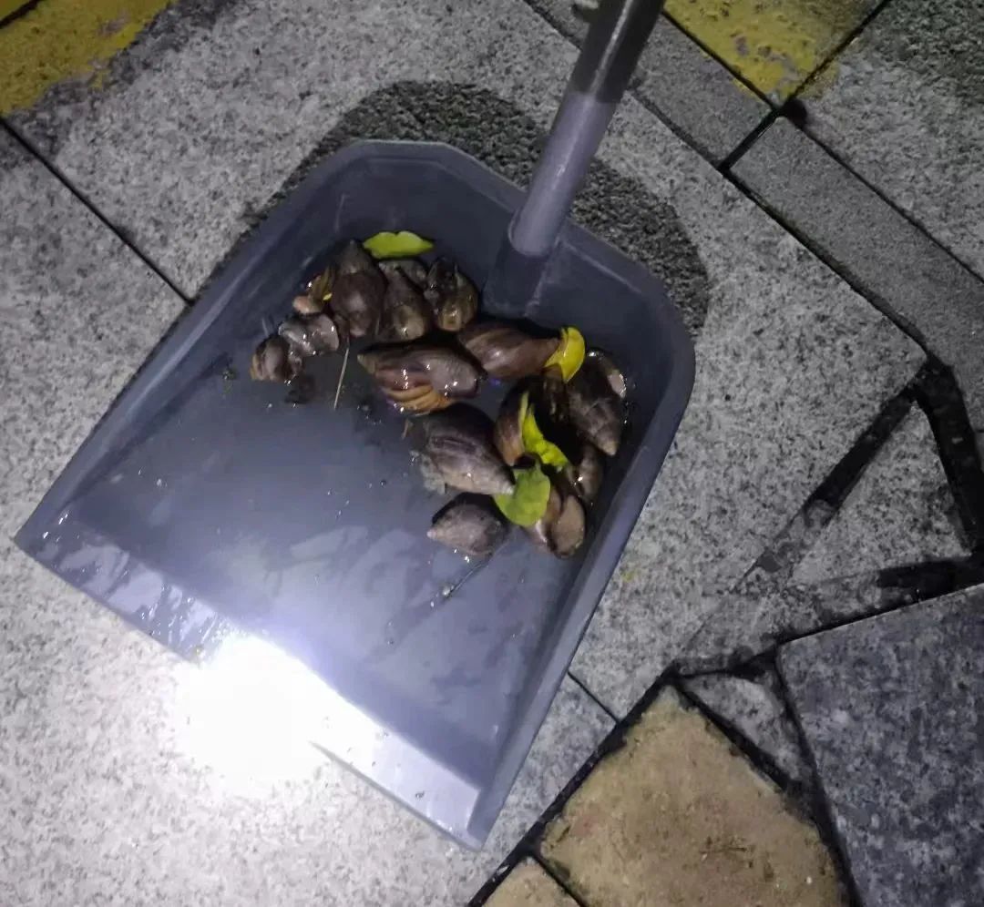 雨后广州街头大量出现！提醒：不要碰也不要吃！