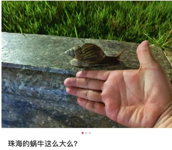 雨后广州街头大量出现！提醒：不要碰也不要吃！