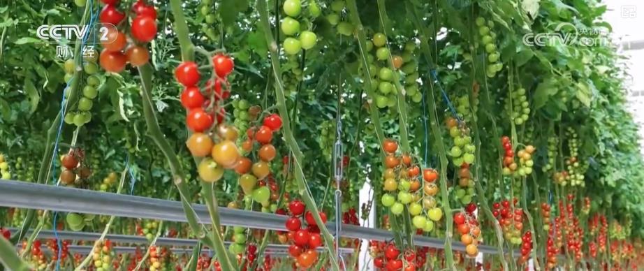 亩产增收6000元+全年多轮采收：智慧农业带来真金白银