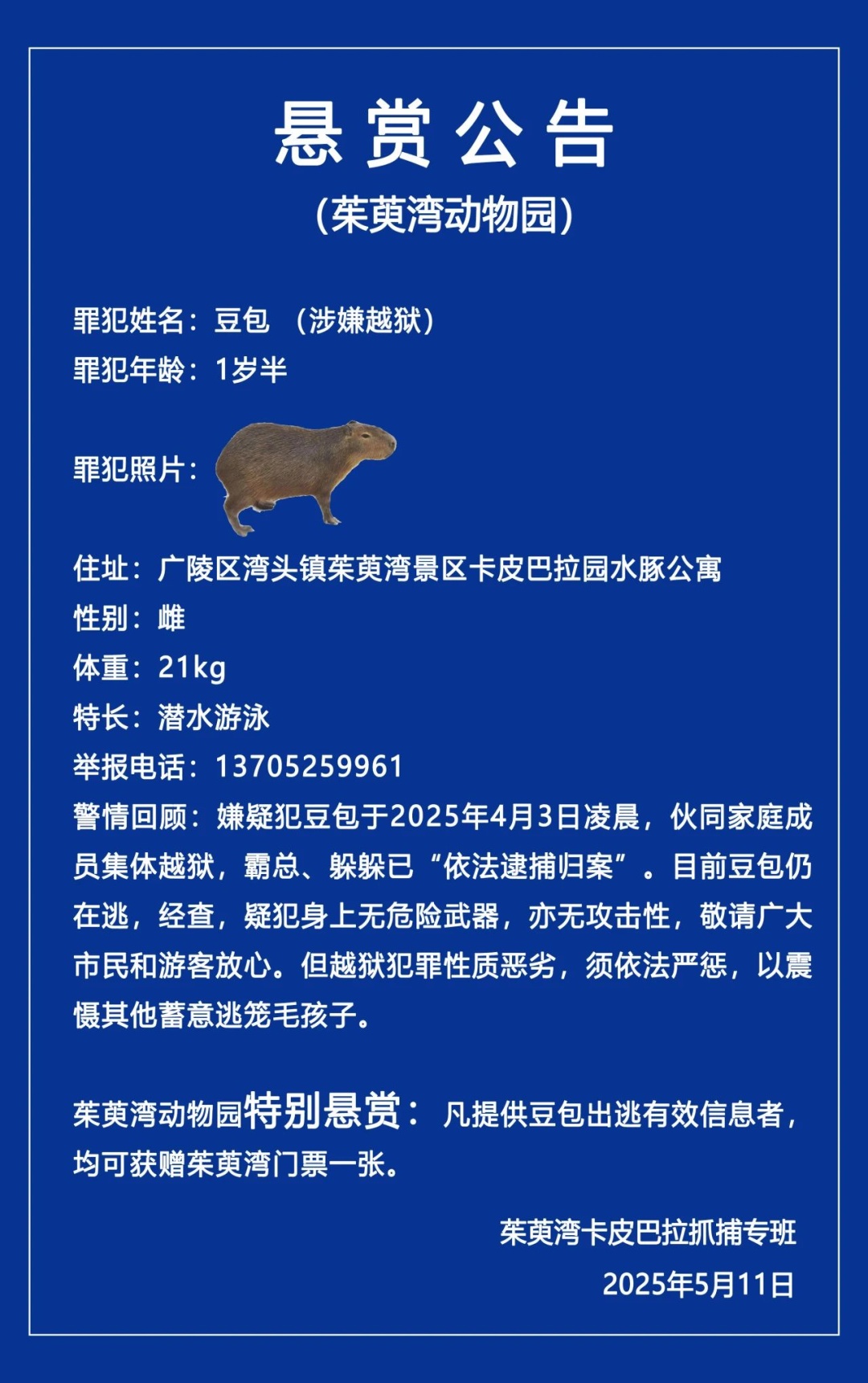 伙同家庭成员“越狱”，卡皮巴拉“豆包”出逃40天！动物园发布悬赏公告