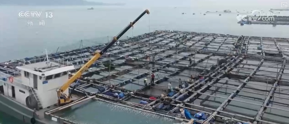 大黄鱼“搬新家” “海上牧场”产出“大经济”助力渔民增产增收