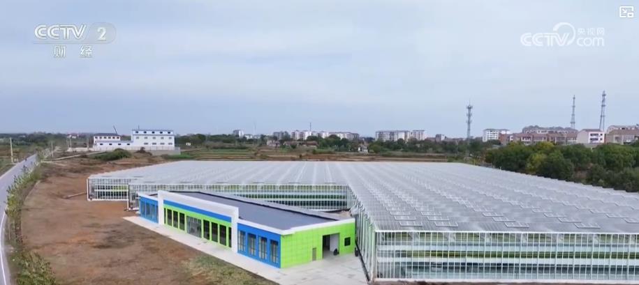 亩产增收6000元+全年多轮采收：智慧农业带来真金白银