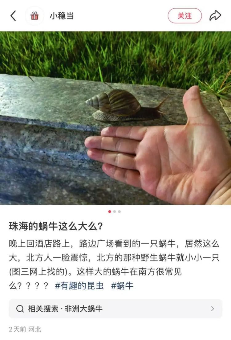 雨后大量出现到处乱爬的大蜗牛！珠海多人遇到！不要碰也不要吃！