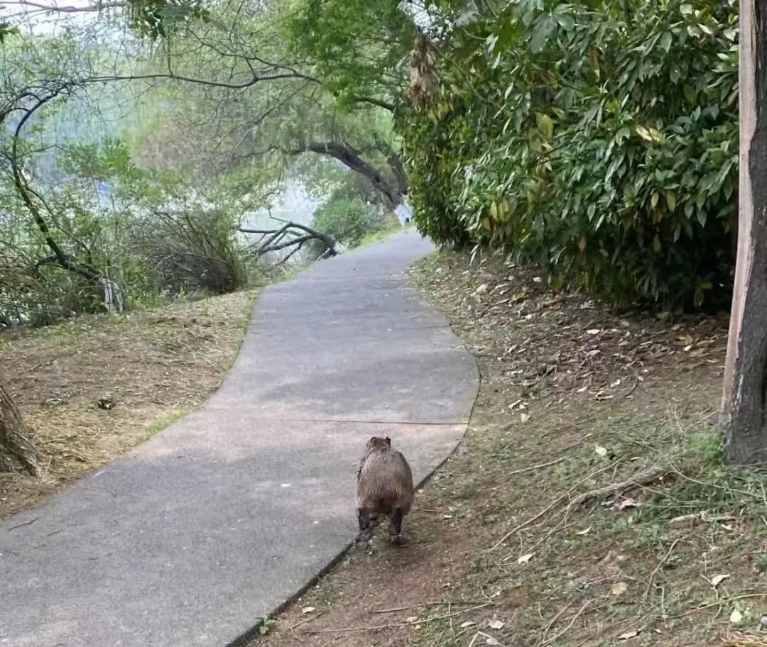 悬赏公告!集体越狱,“豆包”至今在逃,已达40天 悬赏公告!集体越狱,“豆包”至今在逃,已达40天