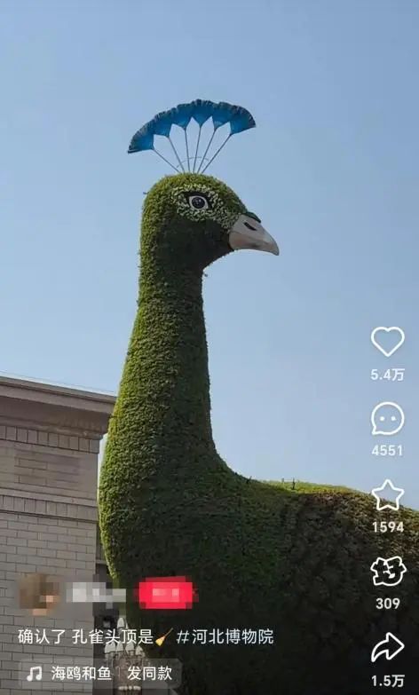河北博物院前孔雀花坛头顶六把染色扫帚？景观公司最新回应