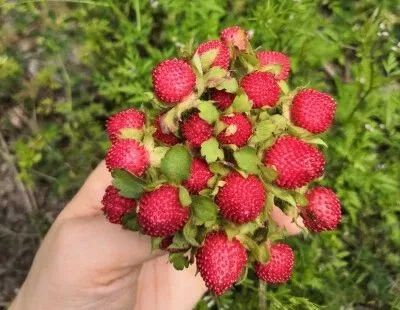杭州网友上山钻草丛，捡到这种高价宝贝！能卖到121元/斤......