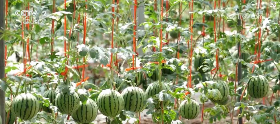 亩产增收6000元+全年多轮采收：智慧农业带来真金白银