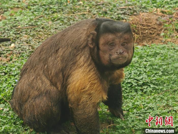 合肥“国字脸猴子”走红引热议 合肥“国字脸猴子”走红引热议